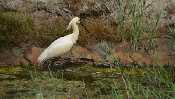 Excursie Weidevogels Hempolder bij Akersloot