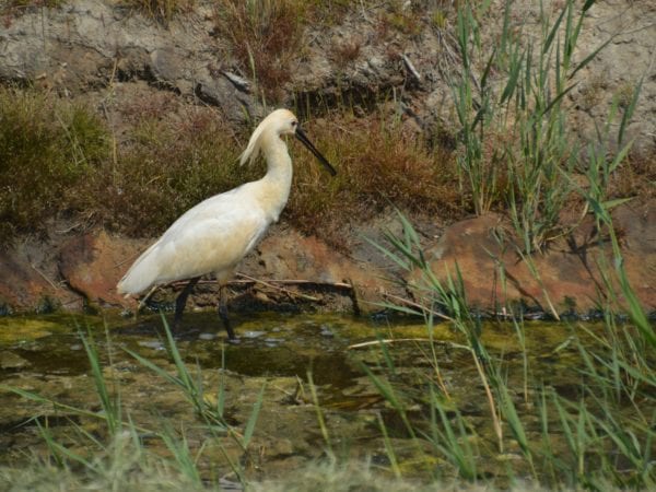 Excursie Weidevogels Hempolder bij Akersloot
