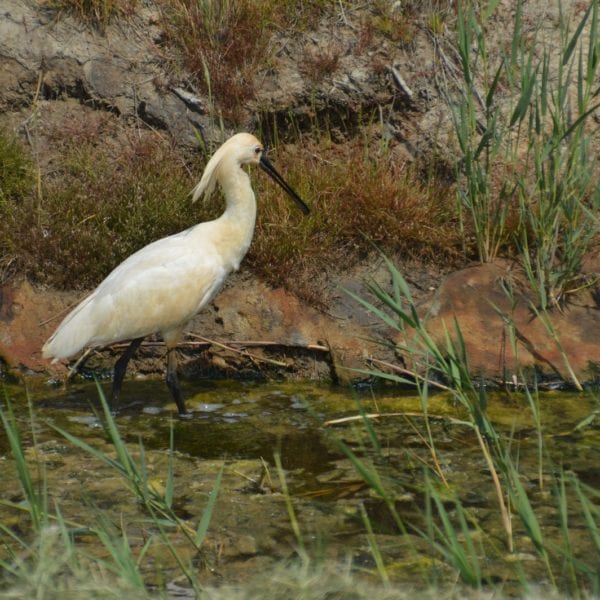 Excursie Weidevogels Hempolder bij Akersloot