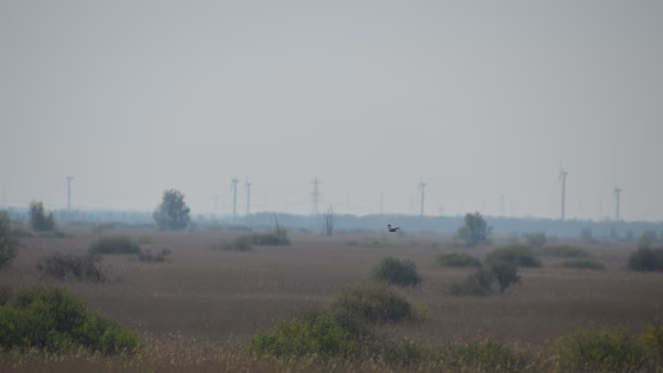 Vleermuizen excursie