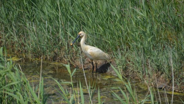 Lezing Vleermuizen met excursie