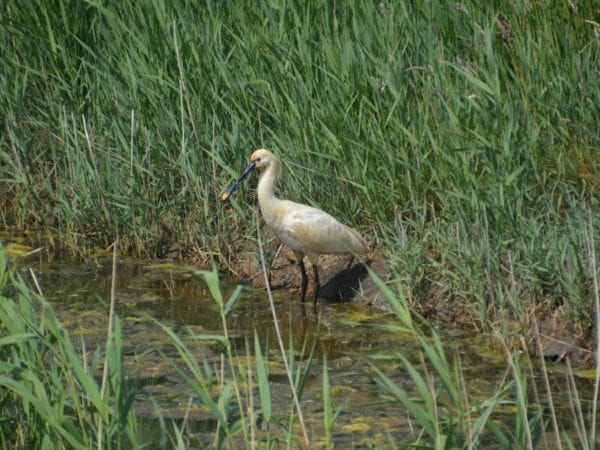 Lezing Vleermuizen met excursie