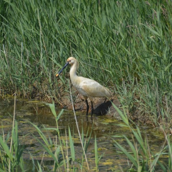 Lezing Vleermuizen met excursie